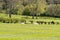 Scotland`s Ayrshire Farmlands with Treelined hedges new born Lambs Resting in the Sunshine