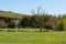 Scotland`s Ayrshire Farmlands with Young Lambs, Treelined hedges and a Blue Sky Behind Largs