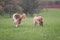 Scotland shepherd dog and Golden Retriever dog