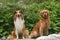 Scotland shepherd dog and Golden Retriever dog