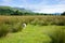 Scotland, summer landscape