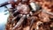 Scotophaeus blackwalli - mouse spider
