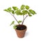 Scots Lovage plant in a pot on white background