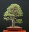 Scots pine bonsai