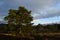 Scots pine in the Cairngorms national park.