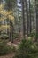 Scots Pine in Caledonian Forest at Abernethy in the Highlands of Scotland