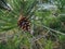 Scots pine Fir cone and needles.