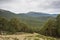 Scots pine forest