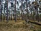 Scots pine in forest with grass and tree trunk