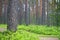 Scots pine forest. Pine trunk and bilberries on foreground