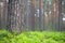 Scots pine forest. Pine trunk and bilberries on foreground