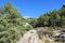 Scots pine forest, Pinus sylvestris