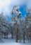 Scots pine forest in winter