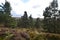 Scots pine forests in The Cairngorms National Park, Scotland, the last haven for the Capercaillie