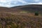 Scots pine forests in The Cairngorms National Park, Scotland, the last haven for the Capercaillie