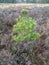 Scots Pine Pinus sylvestris sapling on Canford Heath Dorset in January