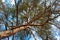 Scots pine tree canopy