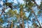 Scots pine tree canopy with blue sky