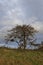 Scots Pine Tree over an old stone Wall on a hilside near to Banchory