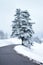 Scots pine tree. Perennial tree grows by the road. Winter landscape.