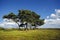 Scots Pine Trees