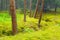 Scots or scotch pine Pinus sylvestris trees in the forest growing in Pomerania, northern Poland.