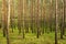 Scots or Scotch pine Pinus sylvestris trees growing in young evergreen coniferous forest.