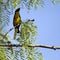 Scott\'s Oriole, Icterus parisorum