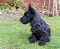 Scottie dog puppy sitting on lawn showing profile.