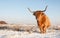 Scottisch Highland cow posing for the photographer