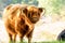 Scottisch Highlander in front of a tree at the Dutch nature reserve Mookerheide in the province of Limburg, the