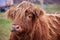 Scottish alpine cow portrait in open field. Ireland, Co. Donegal