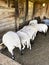 Scottish black face sheep feeding in a wooden hut