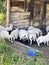 Scottish black face sheep feeding in a wooden hut