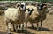 SCOTTISH BLACK FACE SHEEP, RAM WITH EWE AND YOUNG