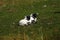 Scottish Black-faced lambs lay down enjoying the sunshine