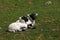 Scottish Black-faced lambs lay down enjoying the sunshine