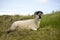 Scottish Black faced Sheep