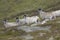 Scottish black-faced sheep landscape
