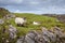 Scottish Blackface ewe and lamb on a hillside near Loch Morar