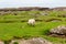 Scottish Blackface Free Range British sheep on the Isle of Skye