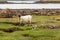 Scottish Blackface Free Range British sheep on the Isle of Skye