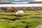 Scottish Blackface Free Range British sheep on the Isle of Skye