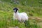 Scottish Blackface Free Range British sheep on the Isle of Skye