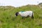 Scottish Blackface Free Range British sheep on the Isle of Skye