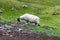 Scottish Blackface Free Range British sheep in a pasture near The Old Man of Storr