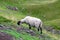 Scottish Blackface Free Range British sheep in a pasture near The Old Man of Storr