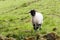 A scottish blackface lamb