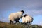 Scottish Blackface sheep