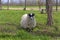 Scottish Blackface Sheep   821778